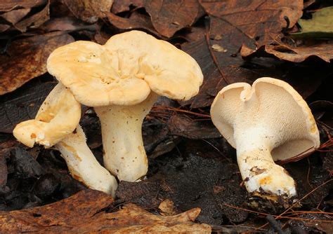 Seta lengua de vaca (Hydnum repandum) - Picture Mushroom