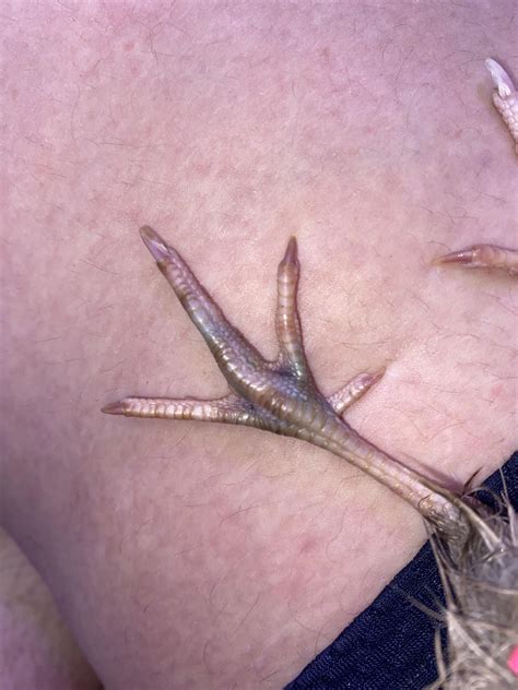 Foot discoloration and limping : r/quails