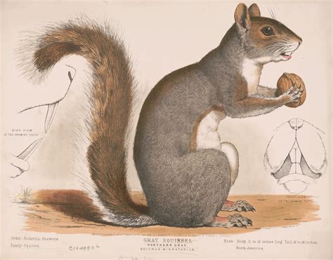 Gray Squirrel With A Walnut 1872 Free Stock Photo - Public Domain Pictures