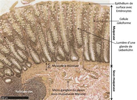 Le gros intestin – LABORATOIRE D'HISTOLOGIE et D'EMBRYOLOGIE