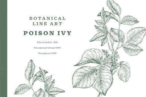 Poison Ivy Botanical Line Art – MasterBundles