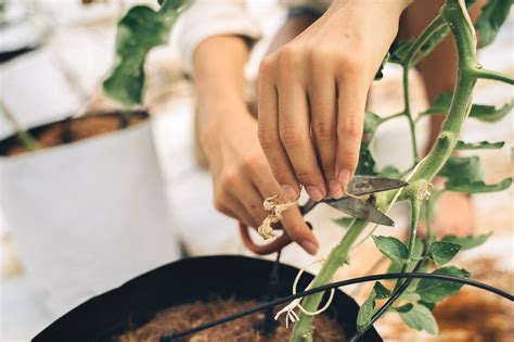 9 Essential Tips To Take Care of Indoor Plants For Beginners – Artera Home
