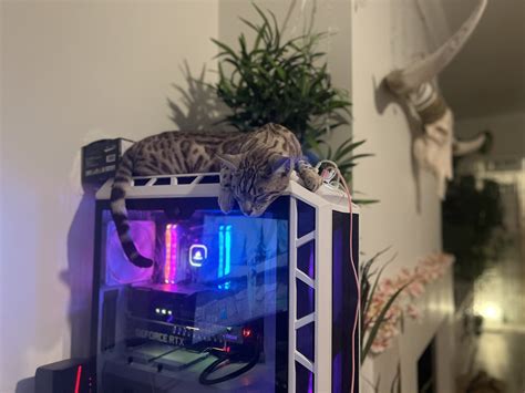 TW Pornstars - 1 pic. Pixiecat ≧ ≦ *:. . Twitter. Gaming buddy hehe. 11