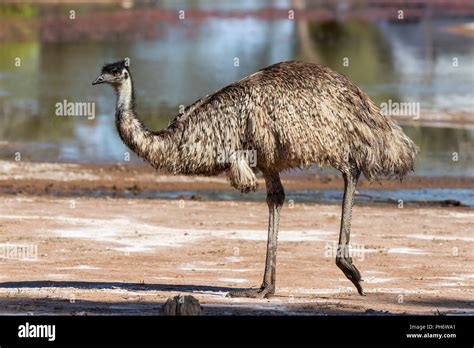 Emu (Dromaius novaehollandiae). A large Australian flightless bird ...