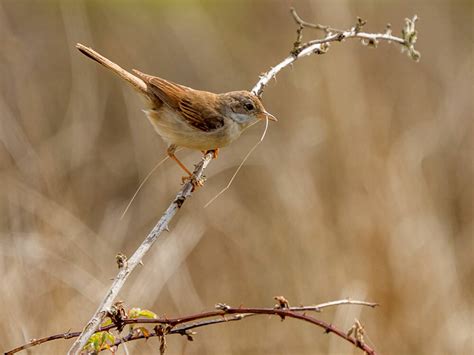 vrouwtje grasmus heidehuisje