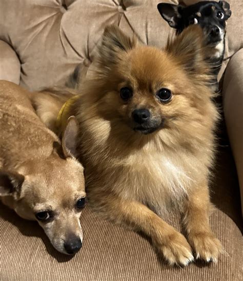 Chi vs Pom-personality differences? : r/rescuedogs
