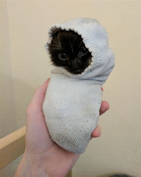 10000 best Jail images on Pholder | Illegally Smol Cats, Hololive and