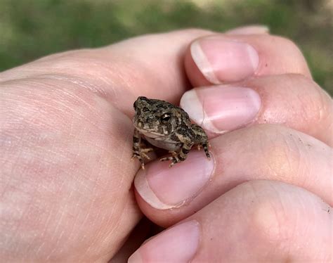 Tiny toad : r/tinyanimalsonfingers