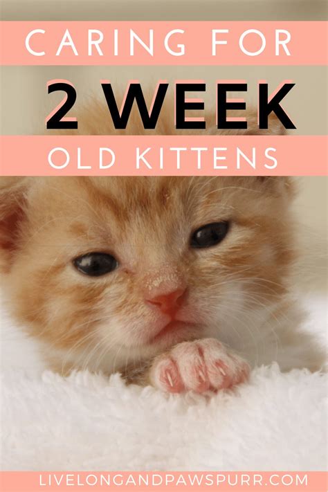 Everything You Need to Know about 2 Week Old Kittens