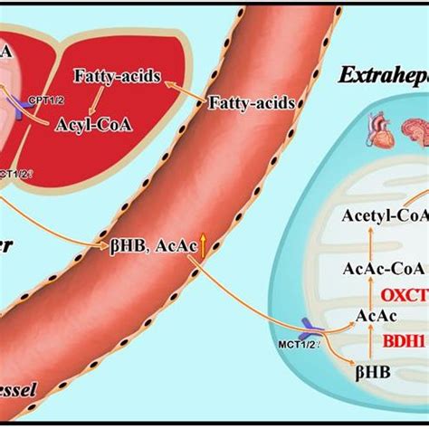 Metabolism of Ketone Bodies. Ketogenesis occurs in hepatic ...