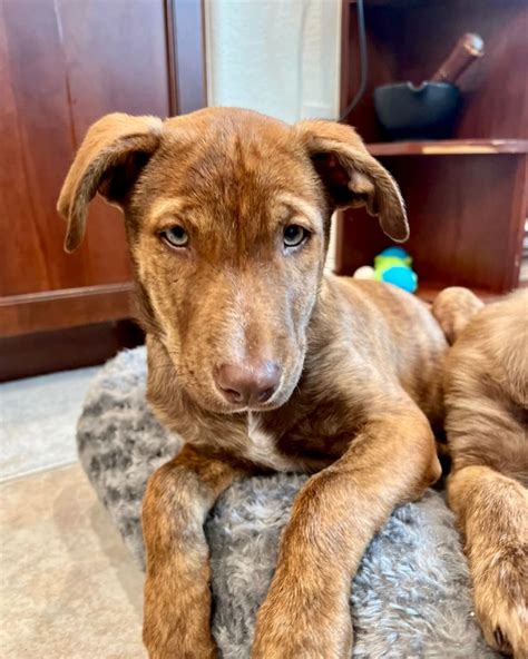 Catahoula Lab Mix