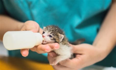 New fostering programs will help more rescue kittens near me 17