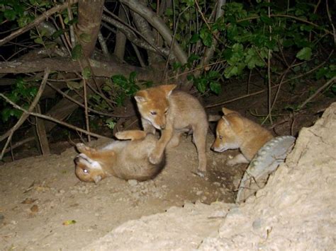nature of a man: Coyote Cute