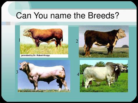 PPT - Beef Cattle Breeds PowerPoint Presentation, free download - ID:211300