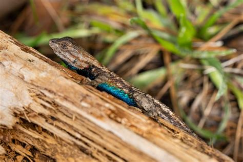 Eastern Fence Lizard – Reptiles and Amphibians of Mississippi
