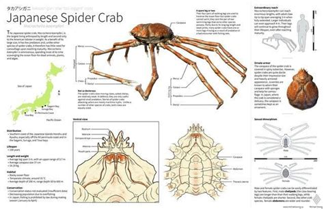 Pin by conny madsen on animals | Crab, Spider, Anatomy drawing