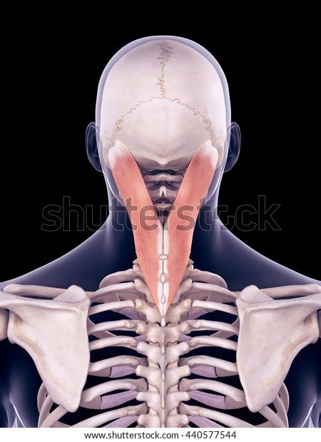 rendered medically accurate illustration splenius stock illustration