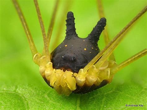 bunny harvestman spider  green leafy surface weird spiders cat