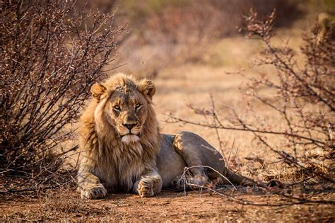 Lion Tracking in Uganda - Gorillaland Safaris