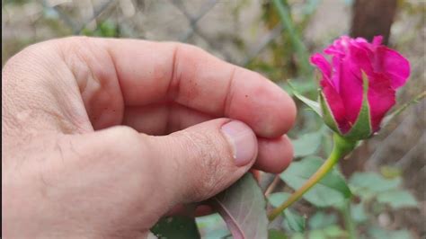 rose grafting \ прививка розы - YouTube