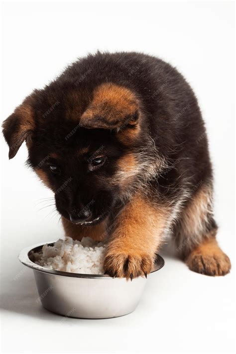 How Long Should A German Shepherd Eat Puppy Food