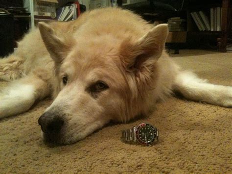 DC Dog Walks - DC Dog Walks added a new photo — at Milton...