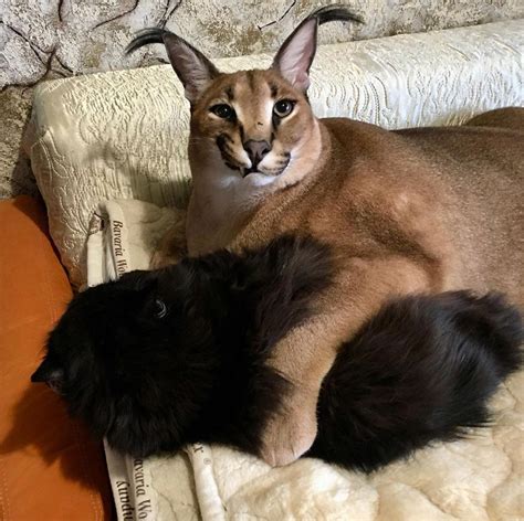 Meet ‘Big Floppa’ - the hero of the most popular cat meme of 2020 ...