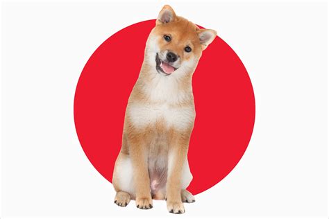 A Guide to 8 Japanese Dog Breeds | Trusted Since 1922