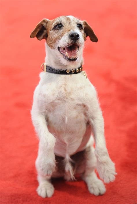Do Dogs Really Need Frozen Yogurt? | Observer