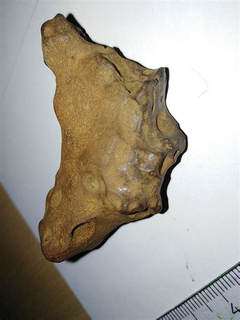 Moose Antler Size Chart