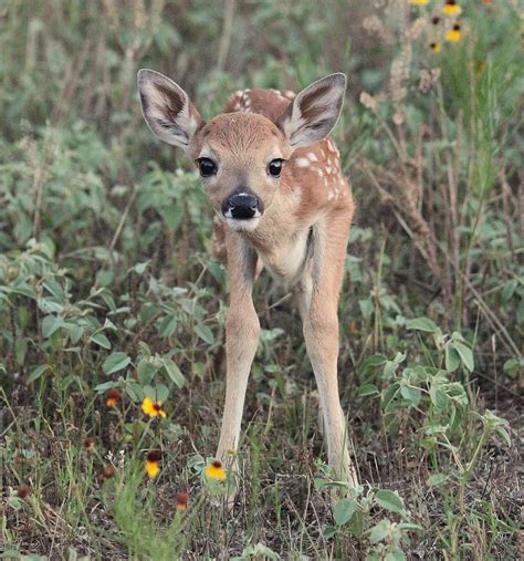 A Photographic Promenade: A Fearless Fawn