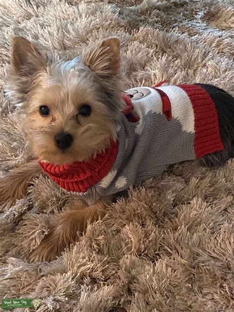 Male Stud Yorkie - Stud Dog in Corpus Christi , Singapore | Breed Your Dog