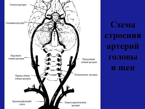 Позвоночные артерии - презентация онлайн
