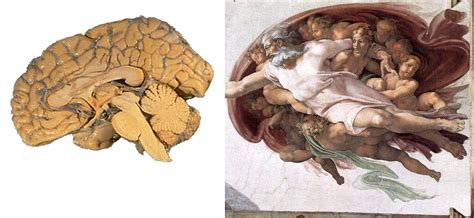 A Criação De Adão Michelangelo Cerebro - The Art in Science: Michelangelo: Secret Scientist
