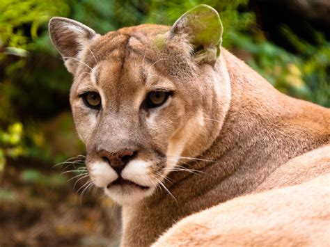 Mountain Lion Habitat Map