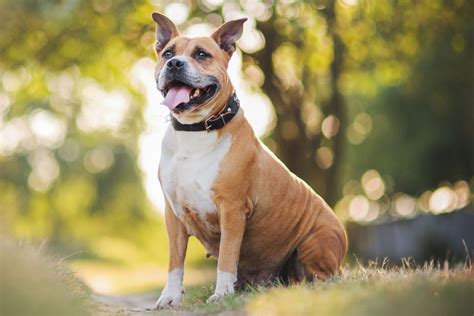 American Staffordshire Terrier: Dog Breed Profile