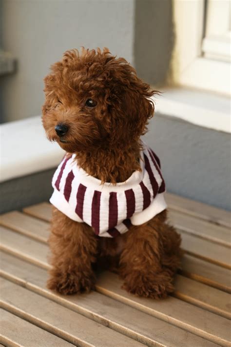 Toy Poodle Photos, Download The BEST Free Toy Poodle Stock Photos & HD