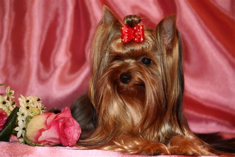 4K, Dogs, Yorkshire terrier, HD Wallpaper | Rare Gallery