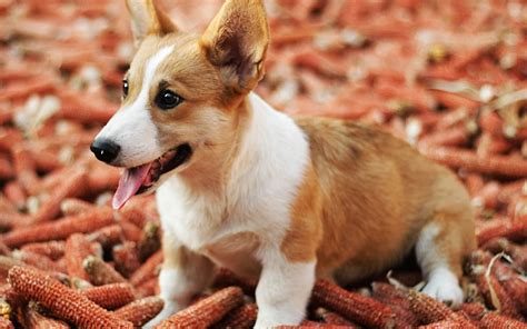 HD wallpaper: Cute Pet Dogs Corgi Photography HD Wallpaper 14, white ...