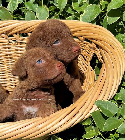 Chesapeake Bay Retriever Puppies For Sale