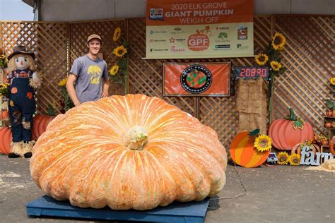 Sacramento Digs Gardening: A ton of giant pumpkin takes home prize