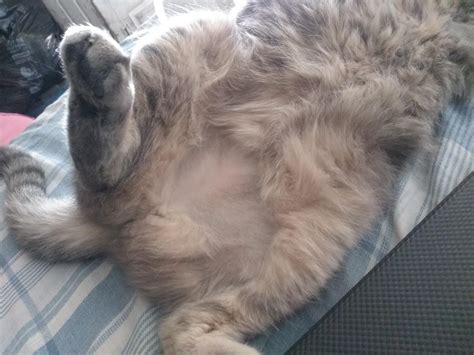 cat bald   rcat