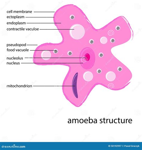 Vector amoeba structure stock vector. Illustration of diagram - 50192997