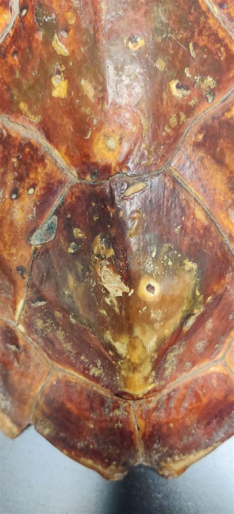 Pourquoi La Carapace De La Tortue 1