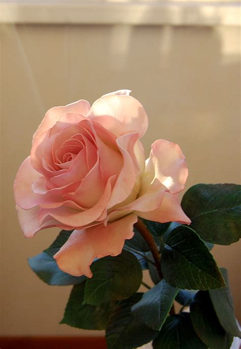 Чайная роза | Flower pots, Pretty flowers, Beautiful roses