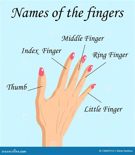 Fingers Names of Human Body Parts, Vector Cartoon Illustration of Human