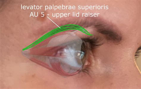 levator palpebrae superioris muscle anatomy