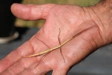 stick man walking  stock photo public domain pictures
