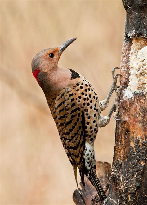 Common Flicker 1 Photograph by John Radosevich - Common Flicker 1 ...