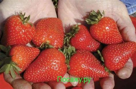 Клубника фестивальная: описание сорта, фото, отзывы